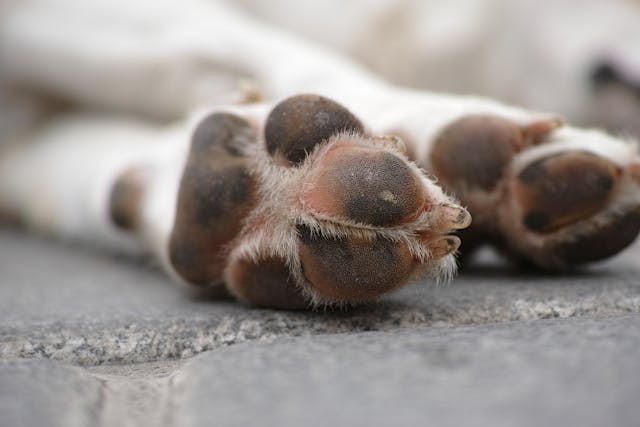 December is Operation Santa Paws Month: How You Can Help Dogs in Need This Holiday Season